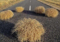 风滚草在中国叫什么名字