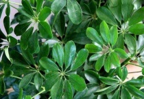 鸭掌木直接插土里能活吗？