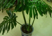 滴水观音与龟背竹的区别？