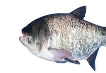 花鲢和白鲢的区别？ 详细介绍