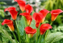 马蹄莲一朵花开多久？