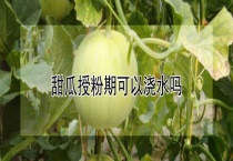 甜瓜授粉期可以浇水吗？