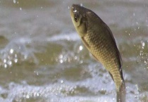 夏季用什么饵料钓大鲫鱼 怎样自制饵料