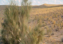 梭梭树被称为什么？