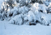 水貂和貂的区别？是什么？