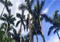 槟榔施什么肥结果多