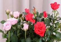 封了阳台能养蔷薇吗？