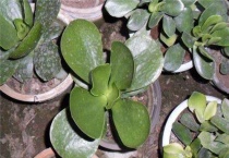 燕子掌扦插多久？