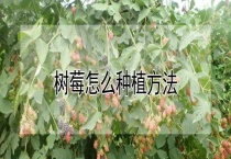 树莓怎么种植多久？