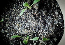 勿忘我种子长什么样