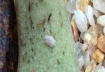 根粉蚧 附基本概况及预防措施