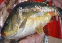 德国镜鲤多少钱一斤 分别介绍德国镜鲤、松浦镜鲤和散鳞镜鲤