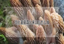 羊肚菌菌霜出来以后怎么做？