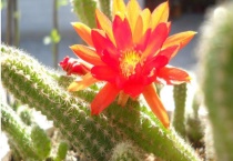 仙人棍怎样养殖和繁殖