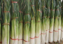 大葱的储存方法 大葱的秋冬储存多久？