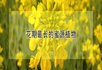 花期最长的蜜源植物