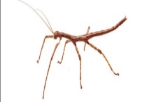 竹节虫真的有毒吗？分布在哪里 是害虫吗？