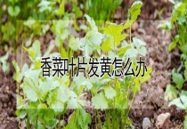 香菜叶片发黄怎么办？
