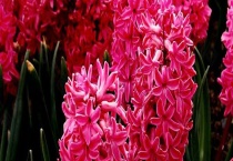 风信子和水仙的区别？