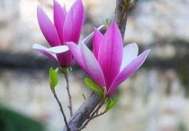 紫色玉兰花的寓意