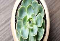 玉蝶黄叶是什么原因？