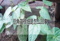 豆角苗很细是怎么回事