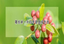 哪些树一年四季都是绿色的