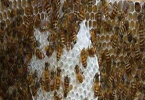 蜜蜂合并后回蜂怎么办 注意事项有哪些？