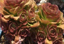 多肉万圣节怎么养