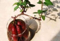 水培红薯为什么会泡烂