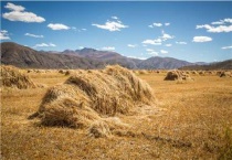 青储饲料的制作方法和储藏