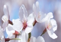 樱花是落叶还是常绿乔木 附樱花的生长环境