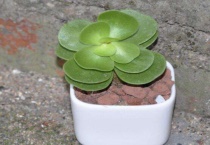 金钱木为什么出白锦