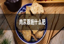 肉苁蓉施什么肥
