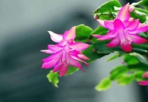 蟹爪兰怎么让叶子竖起来