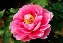 洛阳牡丹节时间