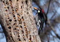 啄木鸟会把树啄死吗？