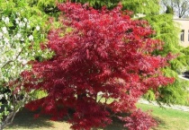 红枫叶子干枯发卷什么原因？