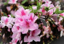 杜鹃花花谢后花梗要剪掉吗？