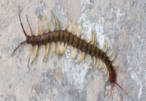 蜈蚣会不会爬到床上？家里有蜈蚣怎么办？