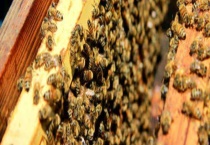 蜂王几天出台 如何出台