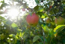 怎么提高苹果果面亮度