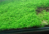 爬地矮珍珠生长快吗？