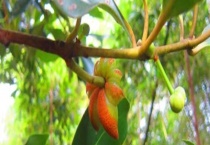 八角树的种植条件 有以下六个方面