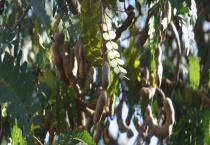 甜角树结果需要几年 哪些人不宜吃甜角