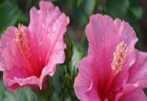 小木槿花苞发黄怎么办？