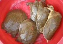 养一亩甲鱼能赚多少钱