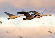 大雁晚上飞靠什么导航