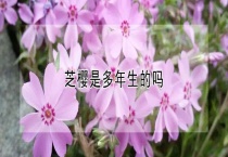 芝樱是多年生的吗？