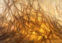 鳗鱼苗为什么贵